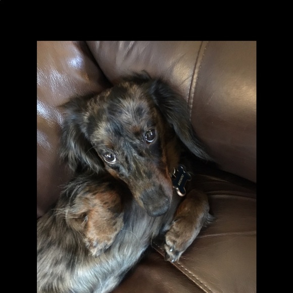 Meet your Posher, Suzi - Picture 1 of 1